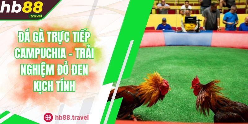 Đá Gà Trực Tiếp Campuchia - Trải Nghiệm Đỏ Đen Kịch Tính