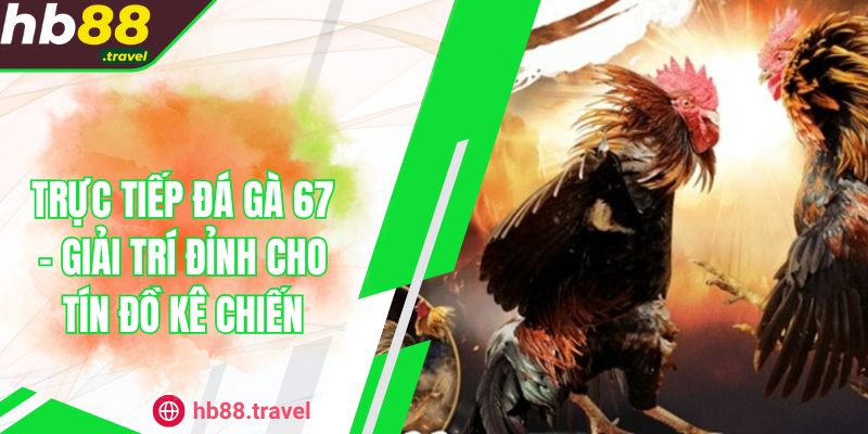 Trực Tiếp Đá Gà 67 - Giải Trí Đỉnh Cho Tín Đồ Kê Chiến