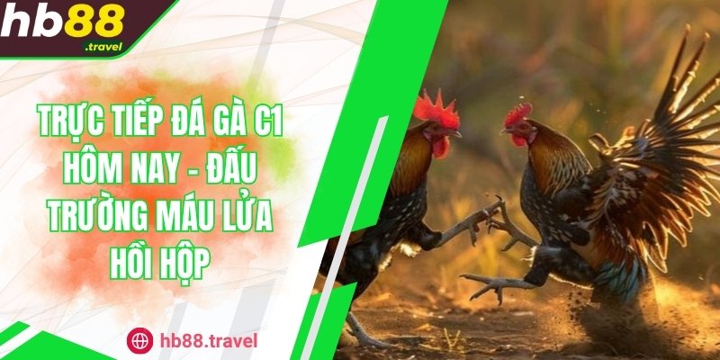 Trực Tiếp Đá Gà C1 Hôm Nay – Đấu Trường Máu Lửa Hồi Hộp